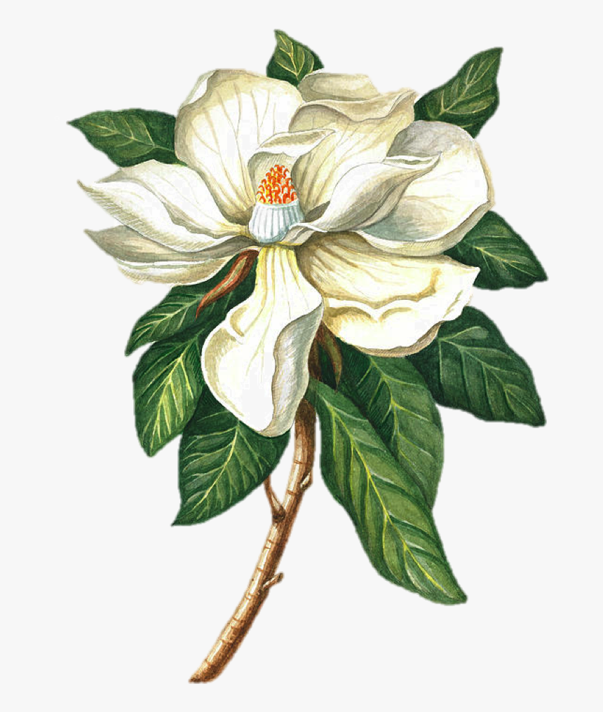 Southern Magnolia Cape Jasmine Magnolia Acuminata Magnolia, HD Png Download, Free Download