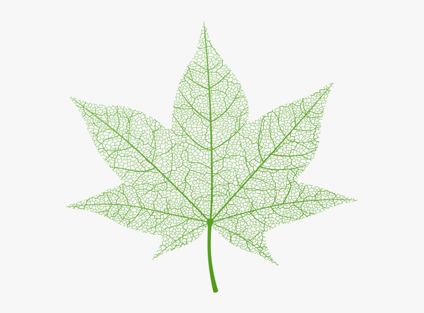 Transparent Green Autumn Leaf Png Clip Art Image - Green Autumn Leaves Png, Png Download, Free Download