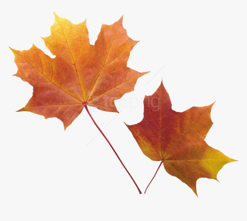 Free Png Autumn Leaf Png Images Transparent - Transparent Background Autumn Leaf Png, Png Download, Free Download