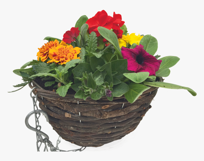 Summer Rattan Hanging Basket - Cockscomb, HD Png Download, Free Download