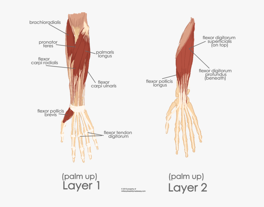 Left Flexor Digitorum Superficialis, HD Png Download, Free Download