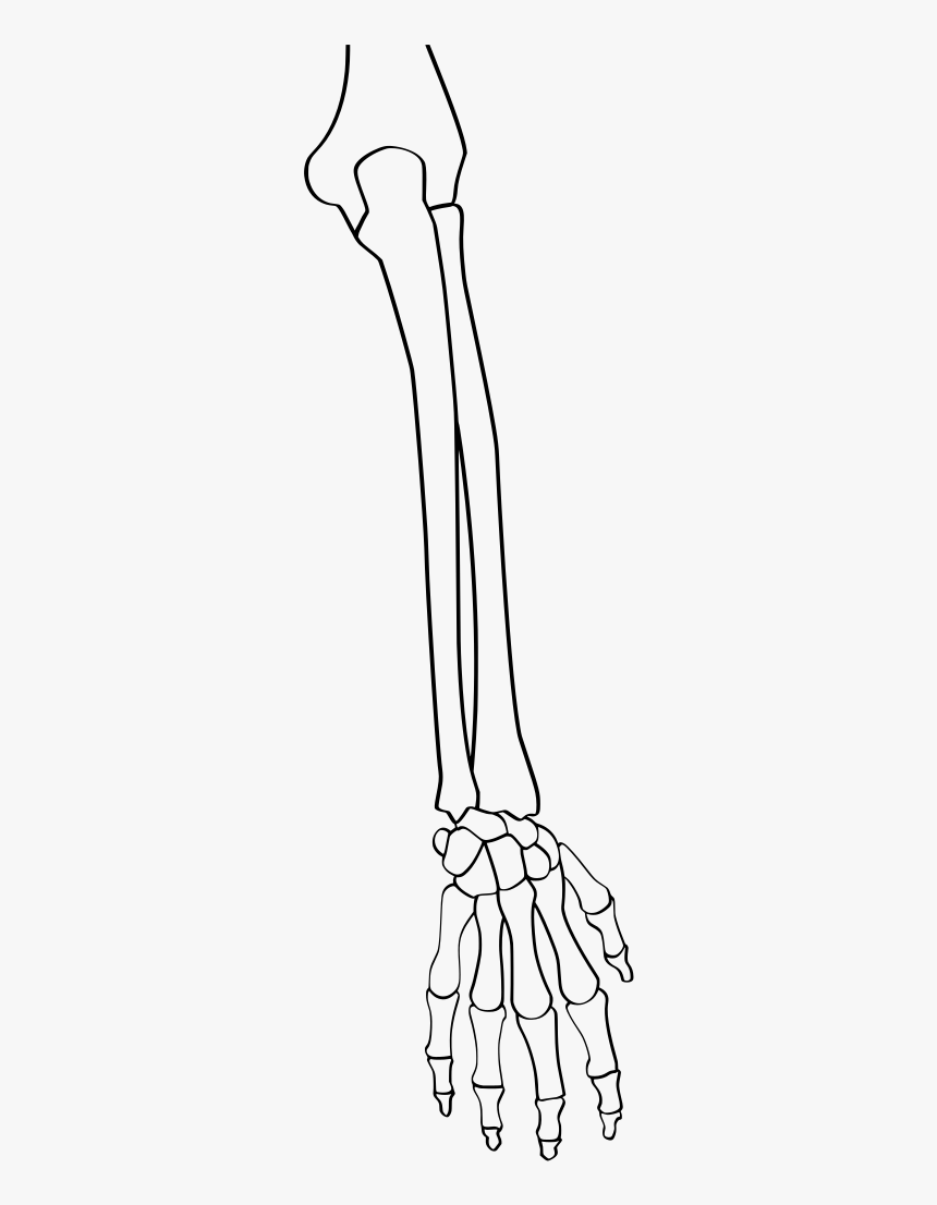 Extensor Indicis Proprius, HD Png Download, Free Download