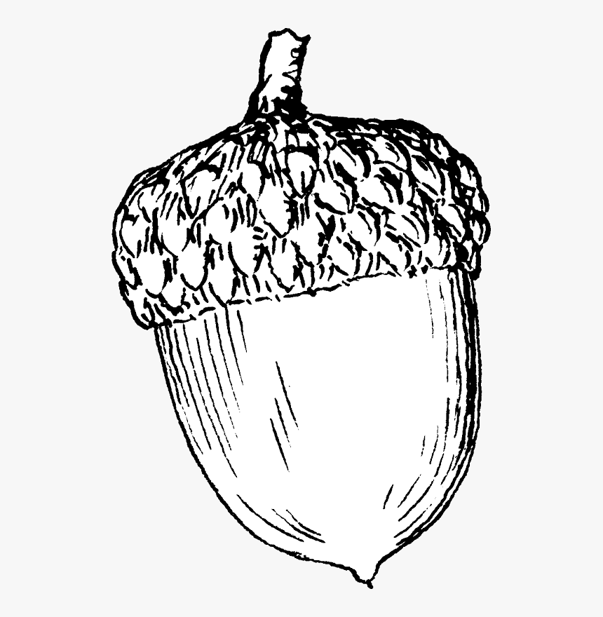 Acorn Printable Coloring Pages - Coloring Pages Of Acorns, HD Png Download, Free Download