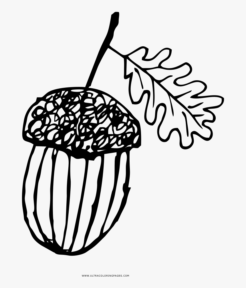 Acorn Coloring Page - Adult Coloring Black And White Acorn Clipart, HD Png Download, Free Download