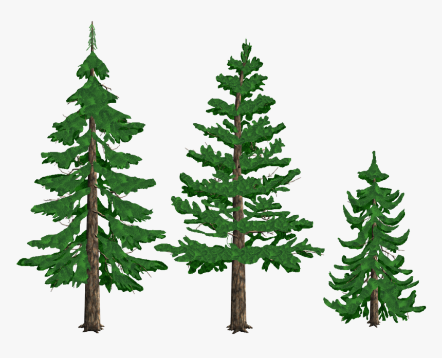 Pine Drawing Tree Conifers Fir - Pine Trees Clipart Png, Transparent Png, Free Download