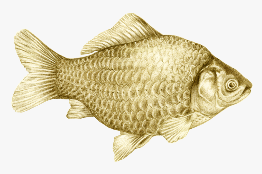 Goldfish, HD Png Download, Free Download