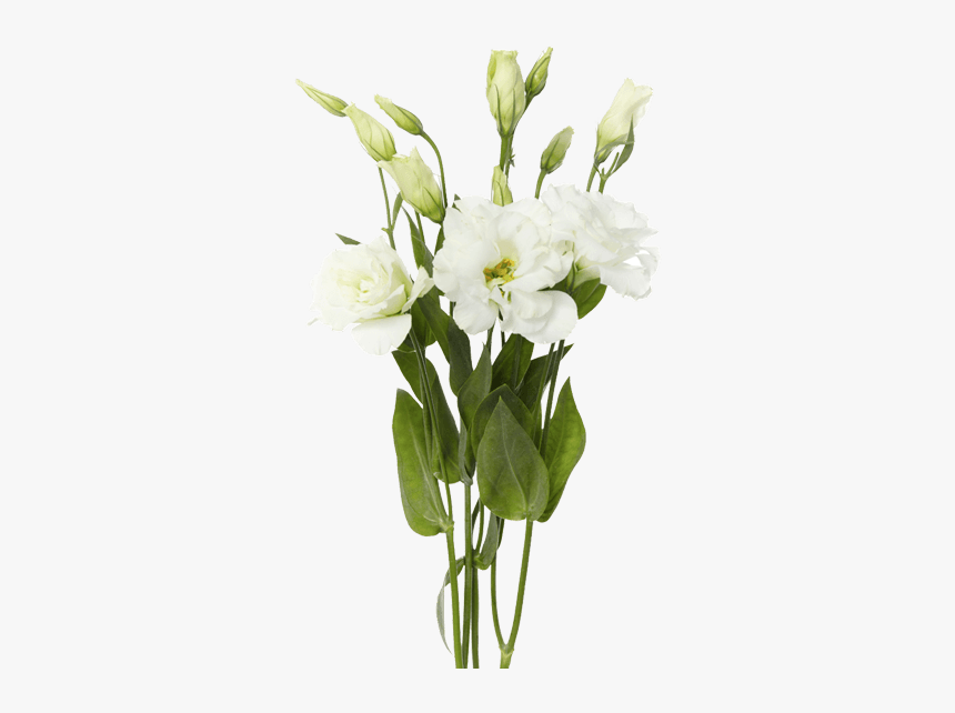 White Lisianthus, HD Png Download, Free Download