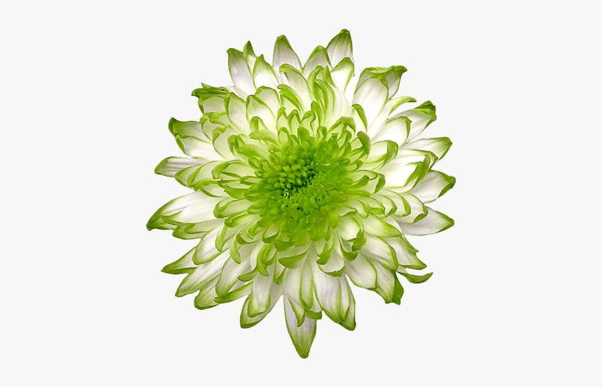 Green Flower Cut Out, HD Png Download, Free Download
