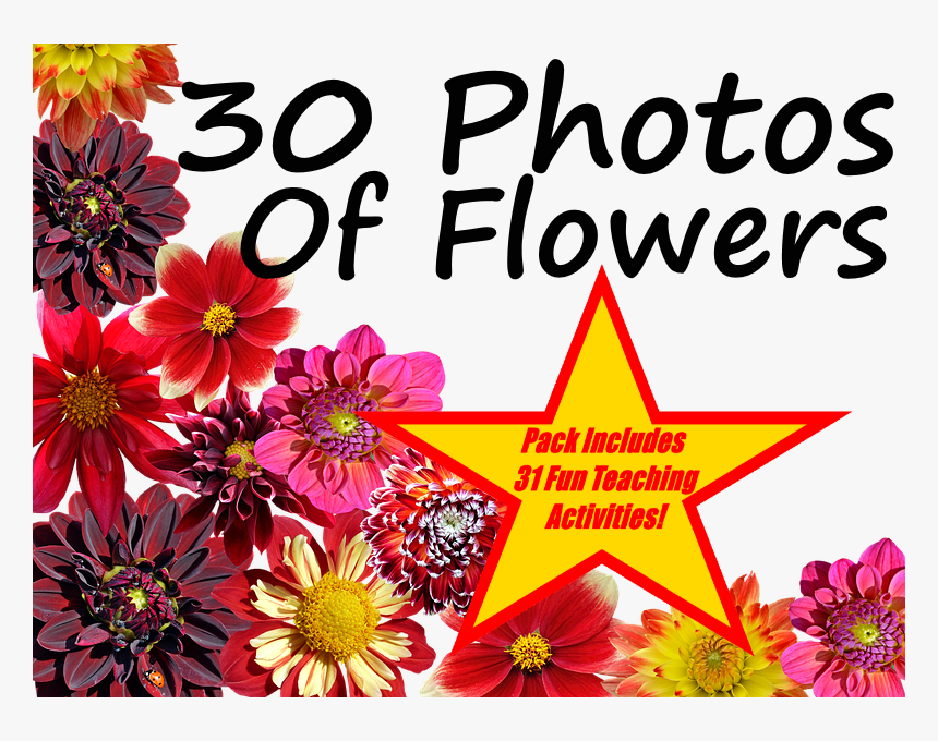 30 Colourful Flower Photos Presentation 31 Fun Teaching - Festas, HD Png Download, Free Download