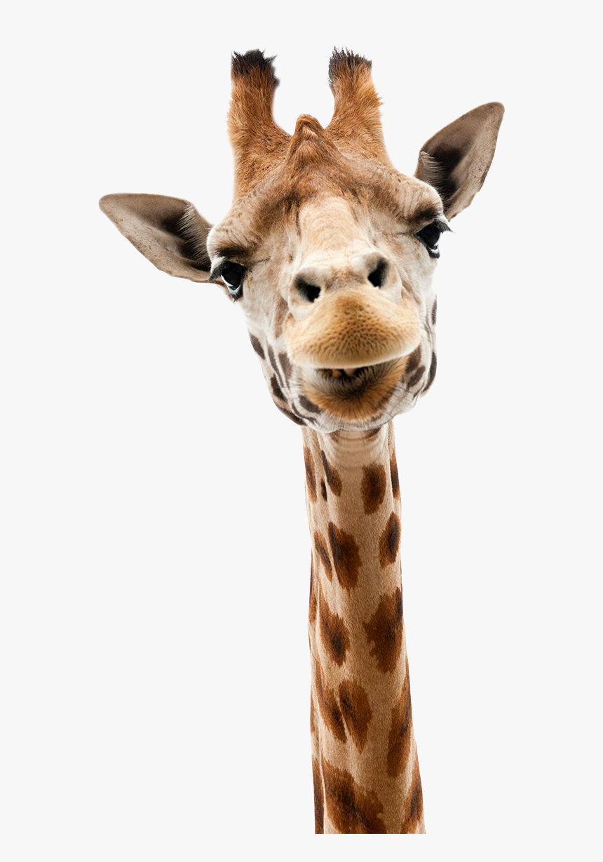 Head And Shoulders Above The Rest - Animals That Live In Niagara Falls, HD Png Download, Free Download