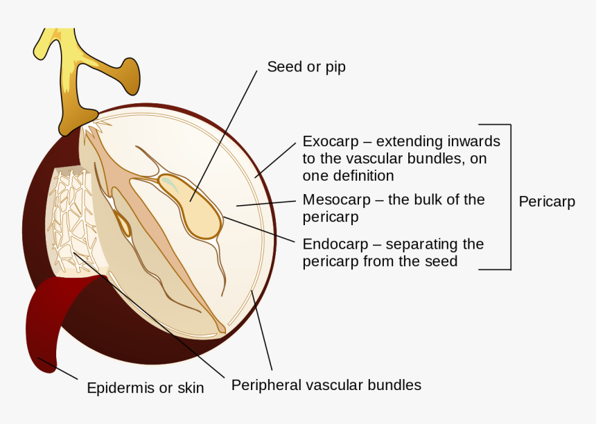 Image Of Grape Berry Diagram - Difference Between Pomes And Drupes, HD Png Download, Free Download