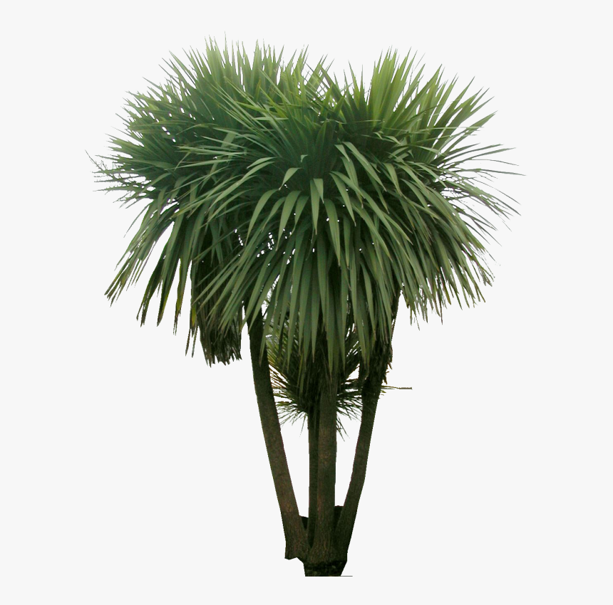 Plants For Photoshop, HD Png Download, Free Download