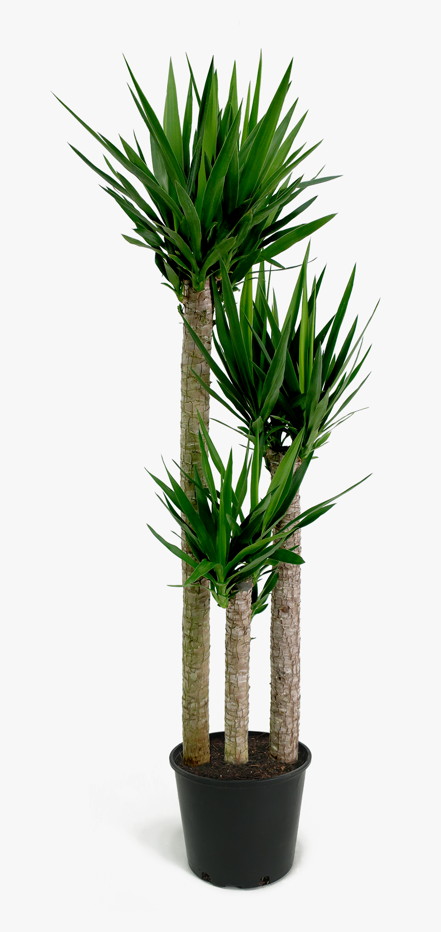 Yucca Cane Png, Transparent Png, Free Download