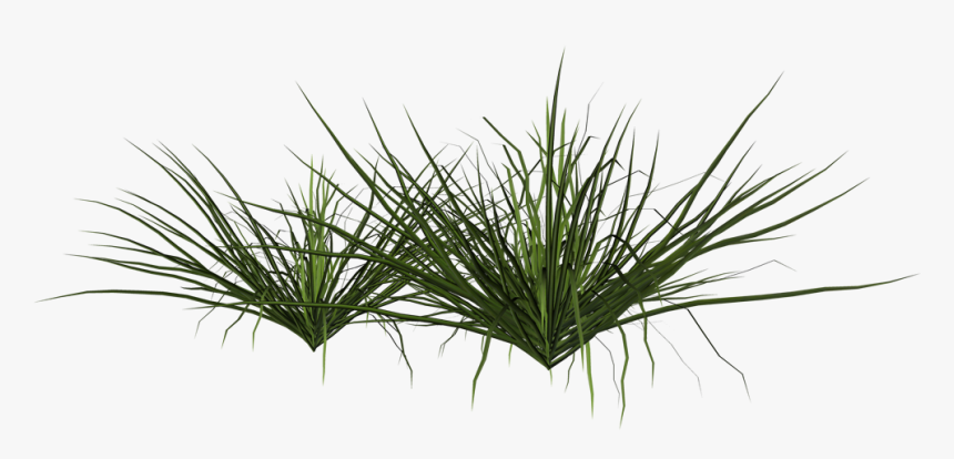 Grass,plant,terrestrial Plant,grass Zizanioides,red - Arbusto Png, Transparent Png, Free Download