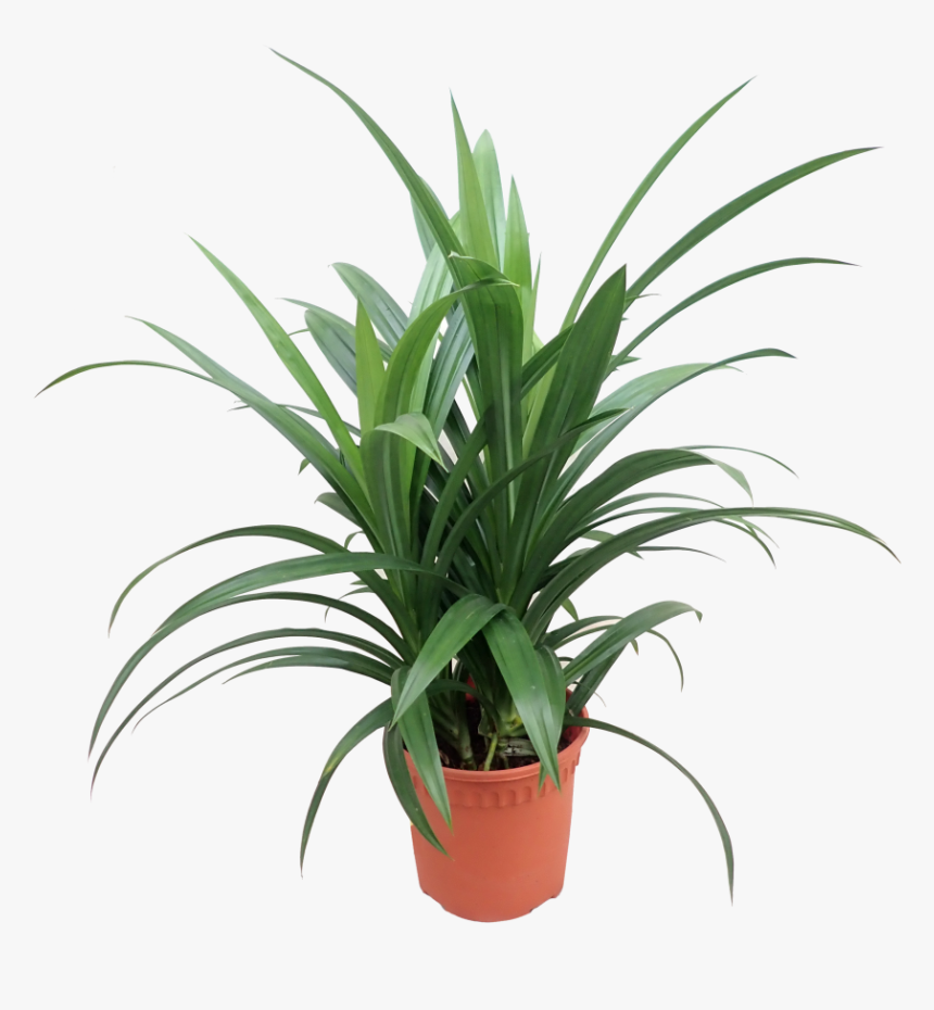 Flowerpot - Pandanus Amaryllifolius Png, Transparent Png, Free Download