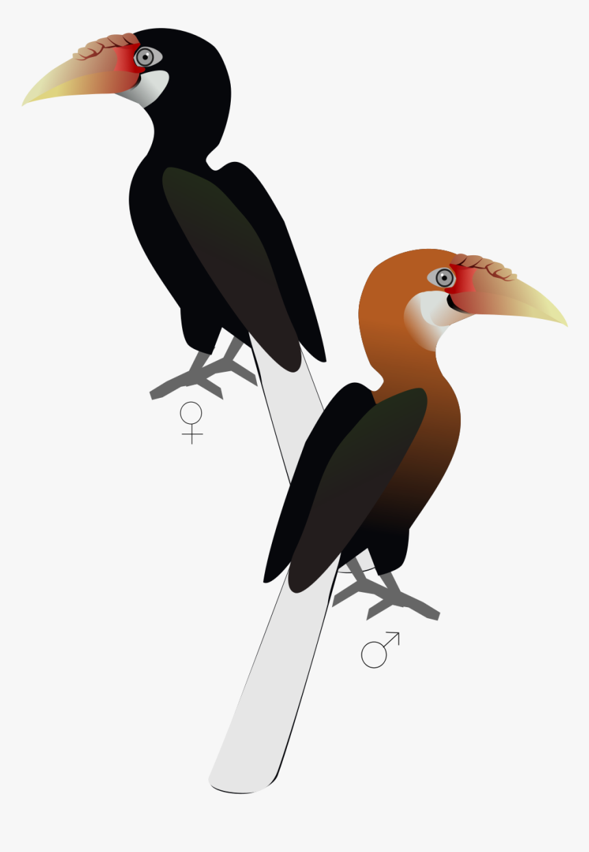 Narcondam Hornbill, HD Png Download, Free Download