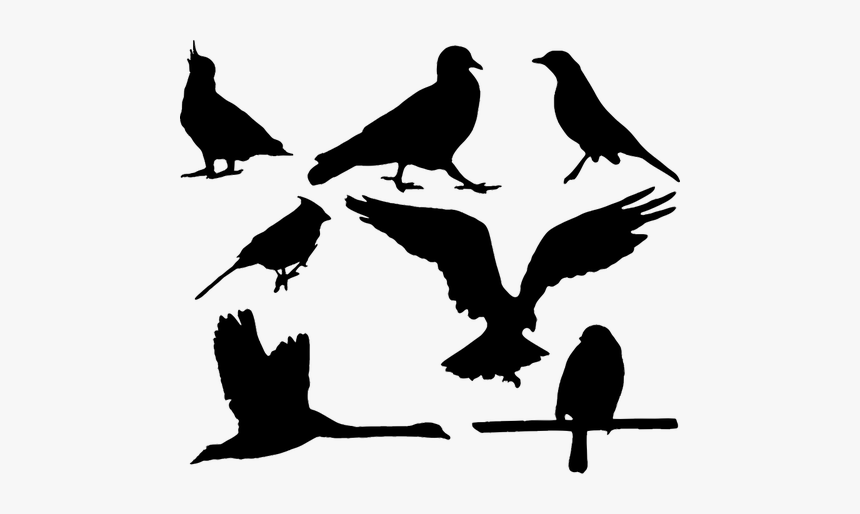 Pack Of Bird Silhouettes Vector Graphics - Eagle Silhouette, HD Png Download, Free Download