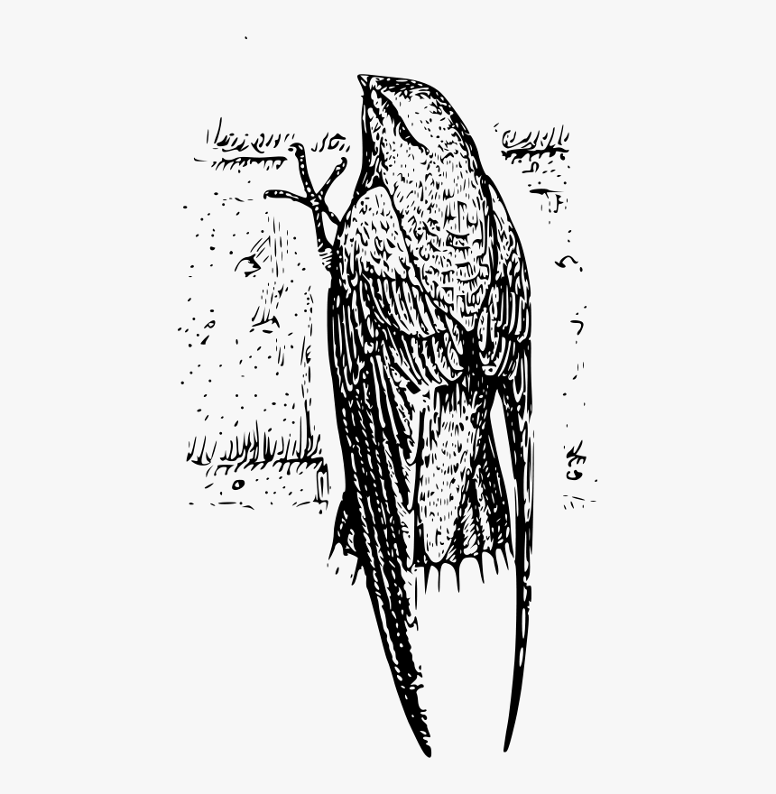 Chimney Swift - Chimney Swift Drawing, HD Png Download, Free Download