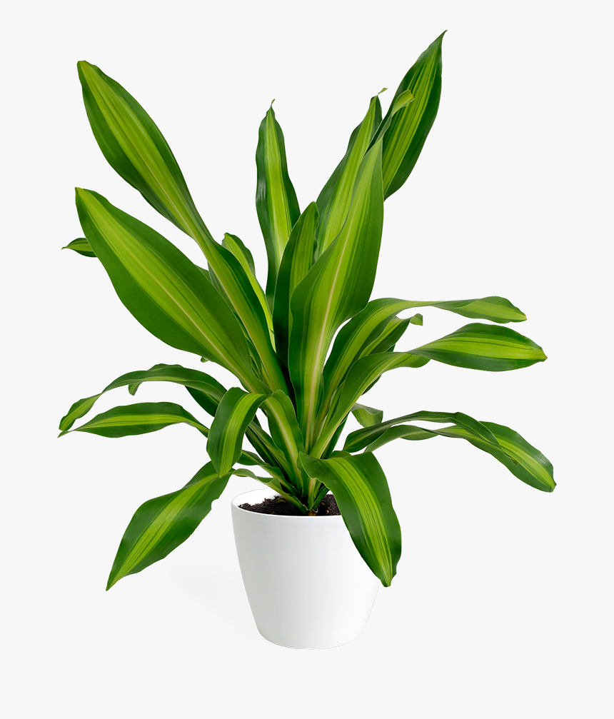 Houseplant, HD Png Download, Free Download