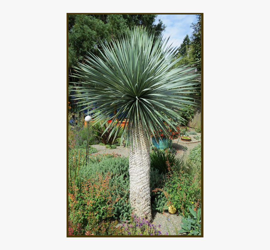 Picture - Yucca Rostrata, HD Png Download, Free Download