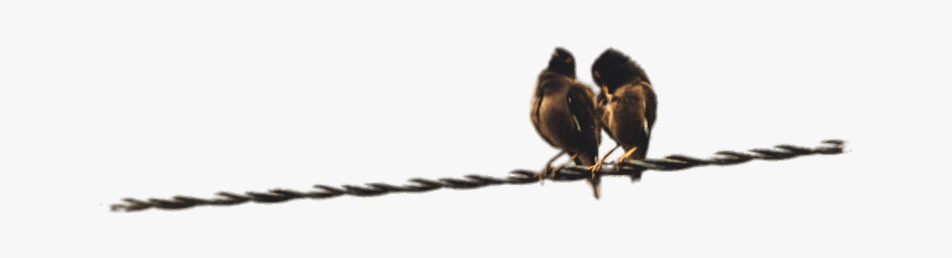 Couple Of Birds Perched On A Cable Clip Arts - Png Couple D Oiseau, Transparent Png, Free Download