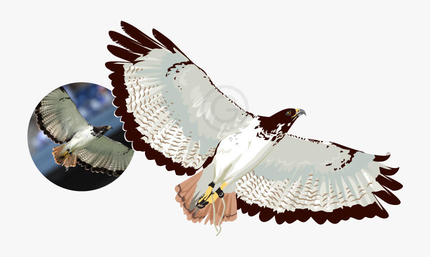 Raster To Vector Illustration Using 100% Vectors - Red-tailed Hawk, HD Png Download, Free Download