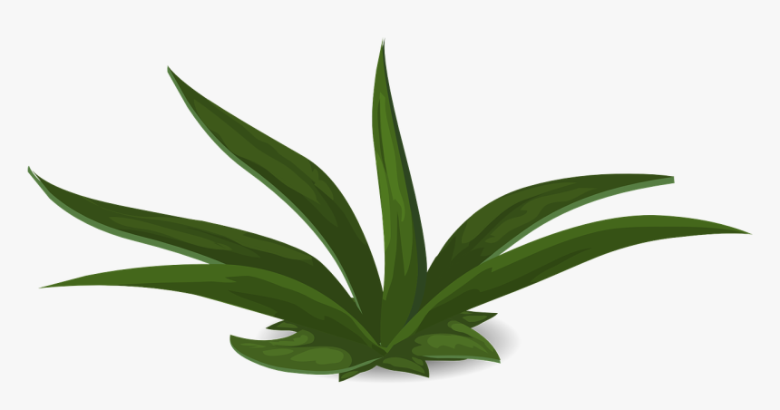 Free Green Plant White Background, HD Png Download, Free Download