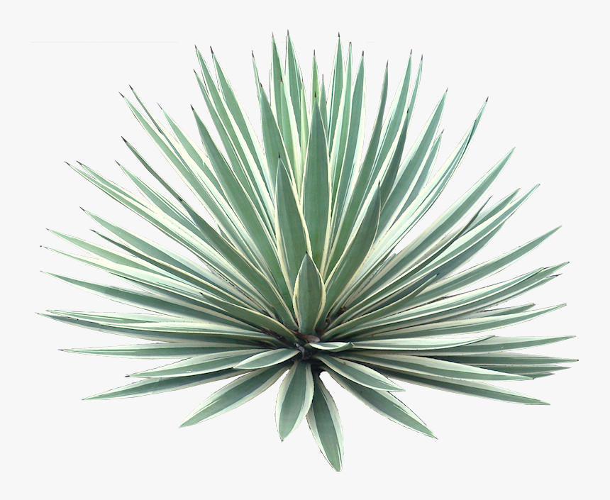 Agave Angustifolia Png, Transparent Png, Free Download