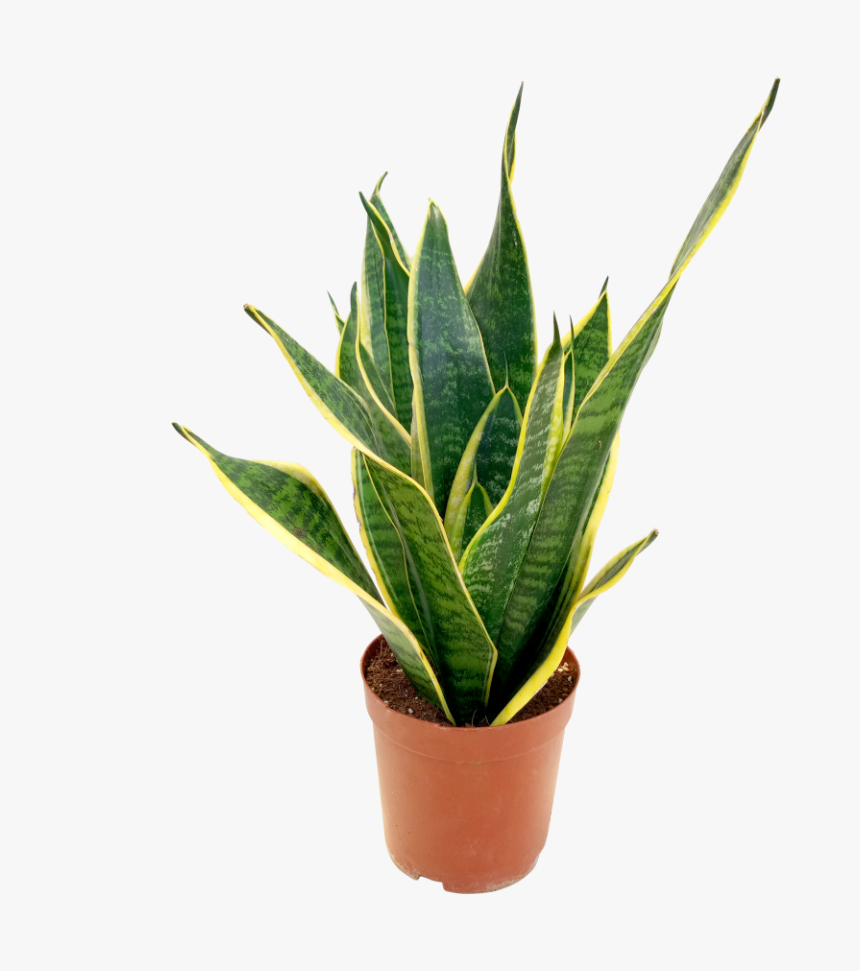 Flowerpot, HD Png Download, Free Download