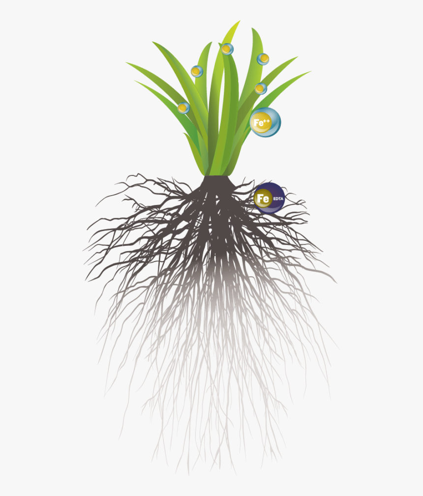 Liquid Soil Vs Liquid Foliar Illustration - Yucca, HD Png Download, Free Download