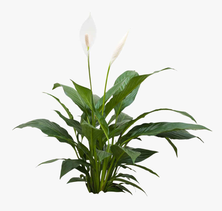 Spathiphyllum Png, Transparent Png, Free Download