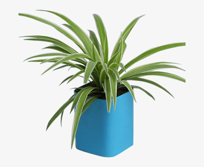 Houseplant, HD Png Download, Free Download