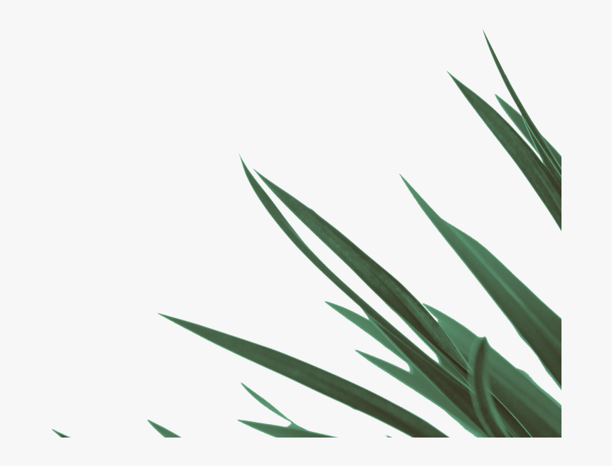 Yucca Plant Png, Transparent Png, Free Download
