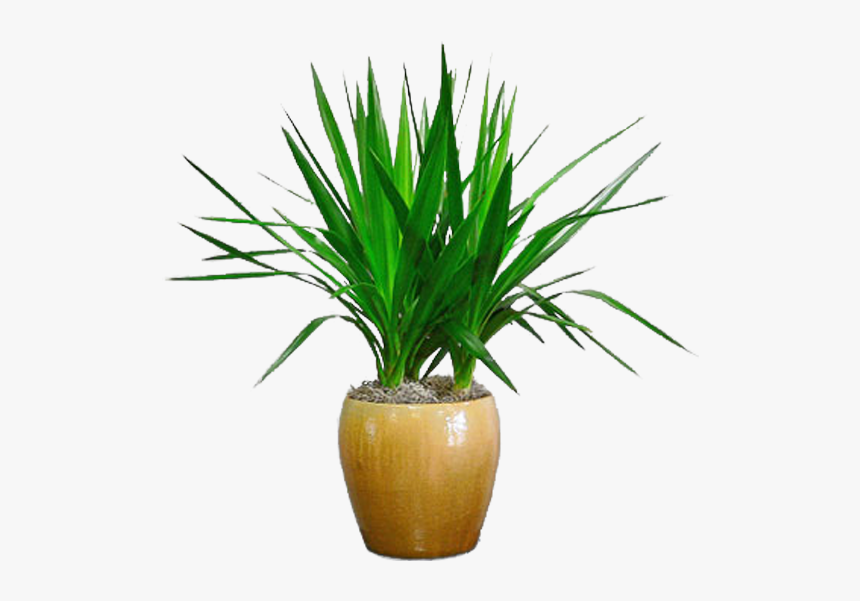 Flowerpot, HD Png Download, Free Download