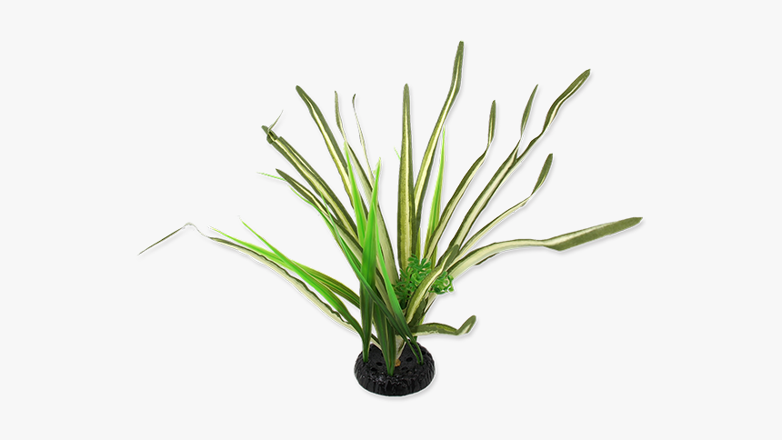 Plants, HD Png Download, Free Download