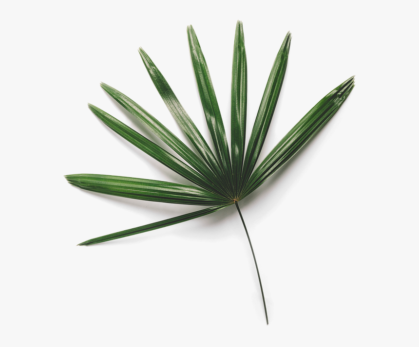 Leaf 7 - Pond Pine, HD Png Download, Free Download