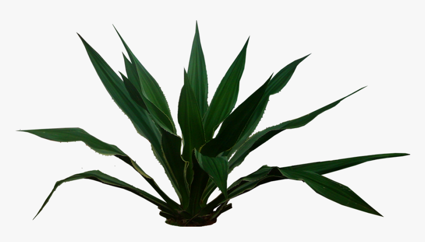 Tropical Plants Png, Transparent Png, Free Download
