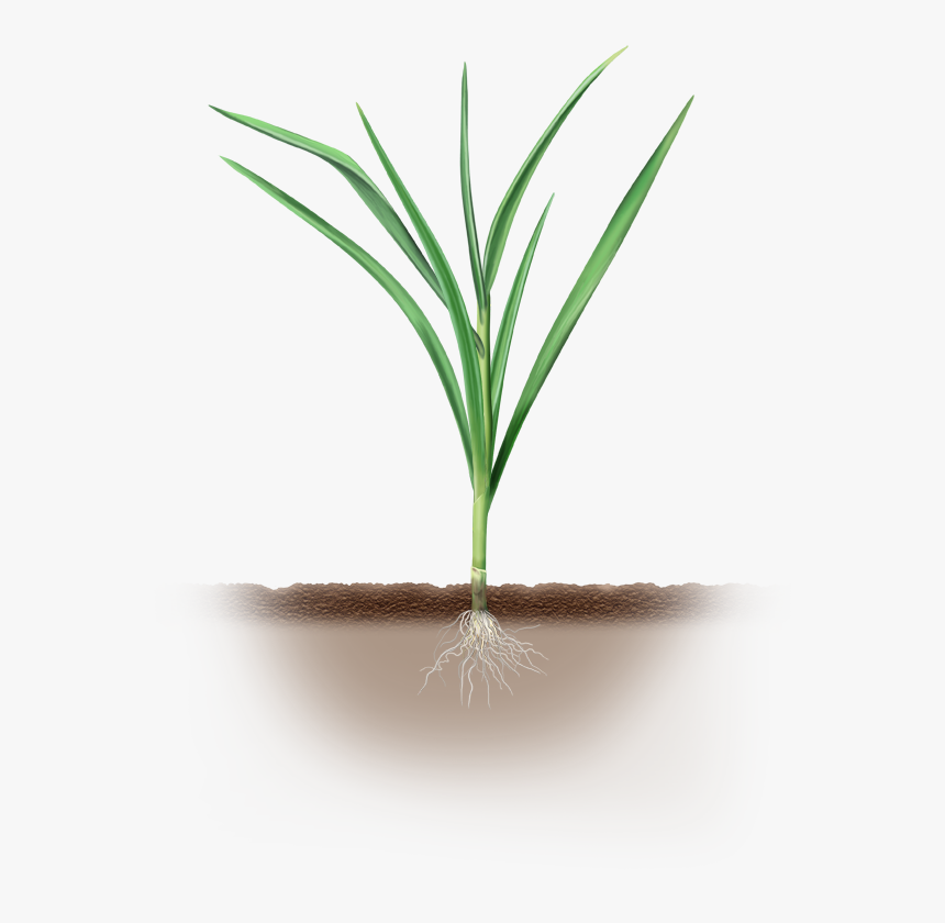 Grass, HD Png Download, Free Download