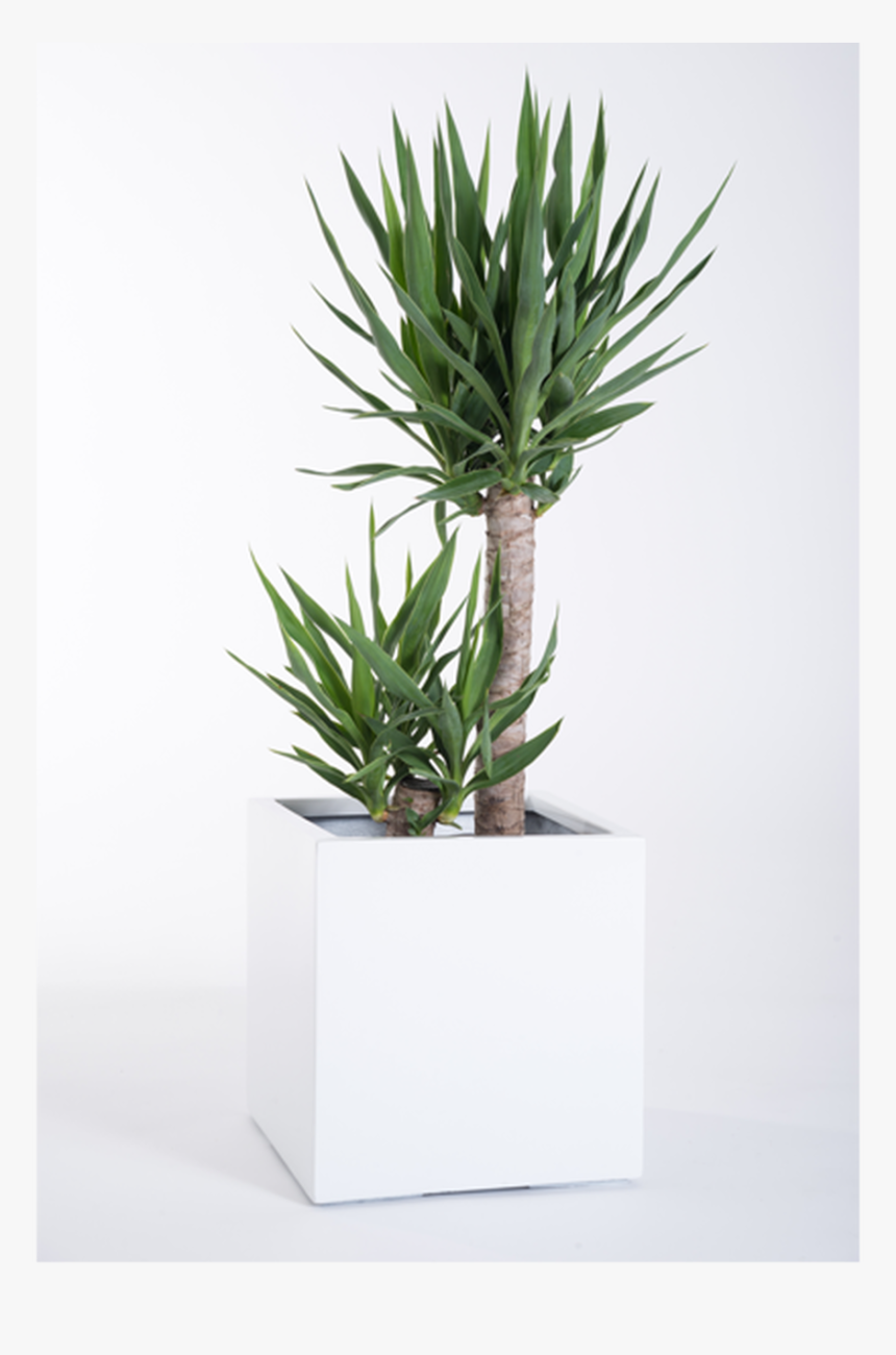 Agave Azul, HD Png Download, Free Download