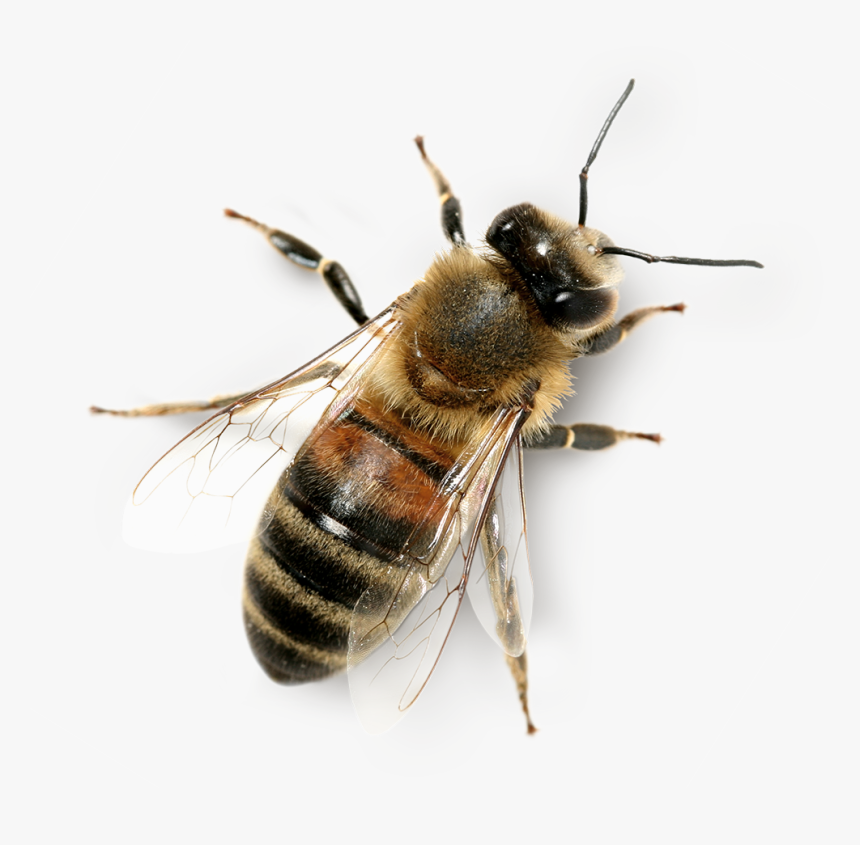 Bee, The Economic Value Pollination Modern Agriculture - Transparent Background Honey Bee Png, Png Download, Free Download