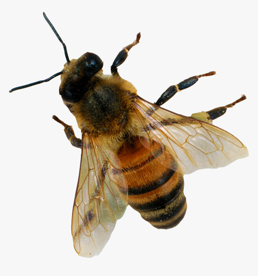 Bee Png Image - Honey Bee Apis Mellifera, Transparent Png is free transpare...