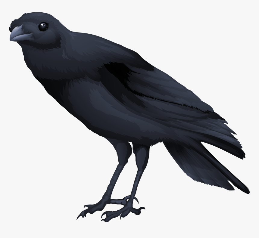 Black Bird Png, Transparent Png, Free Download