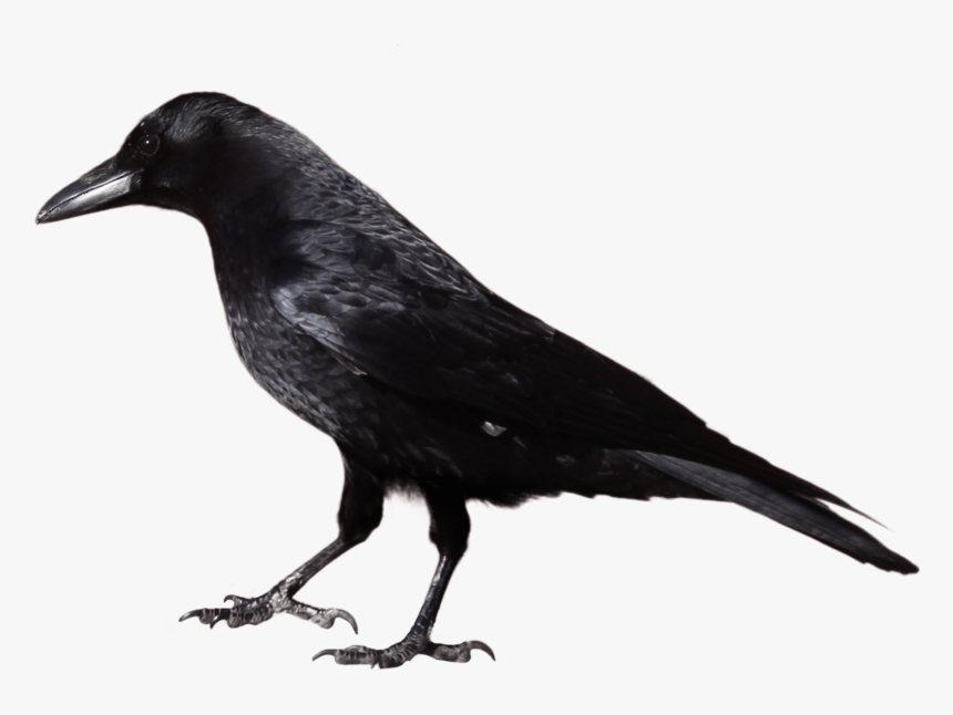 Crow Black And White, HD Png Download, Free Download