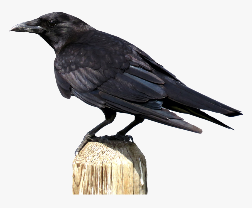 Png Images Of Crow, Transparent Png, Free Download