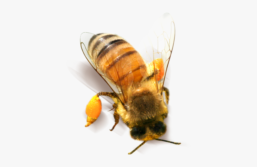 Bee Png Clipart - Bee, Transparent Png, Free Download