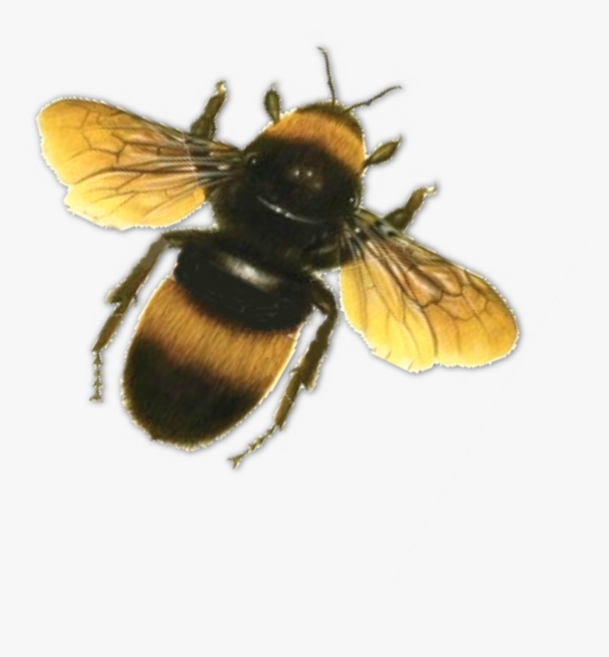 Bees Transparent Top - Bee Flying Transparent Background, HD Png Download -...