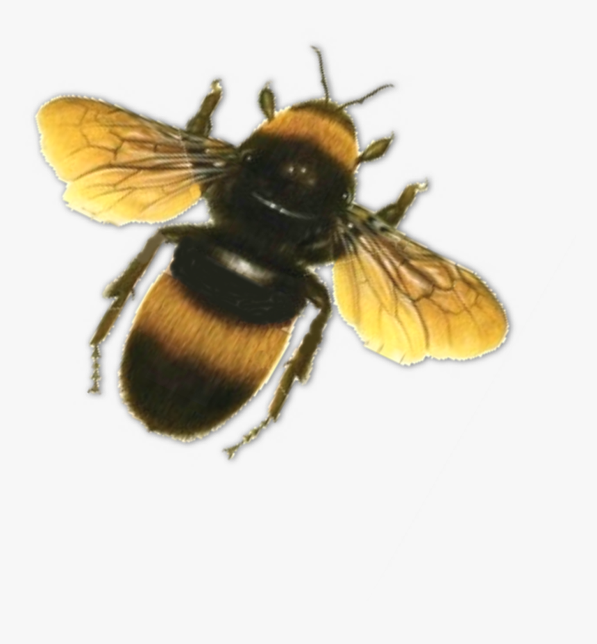 Bees Transparent Top - Bee Flying Transparent Background, HD Png Download, Free Download