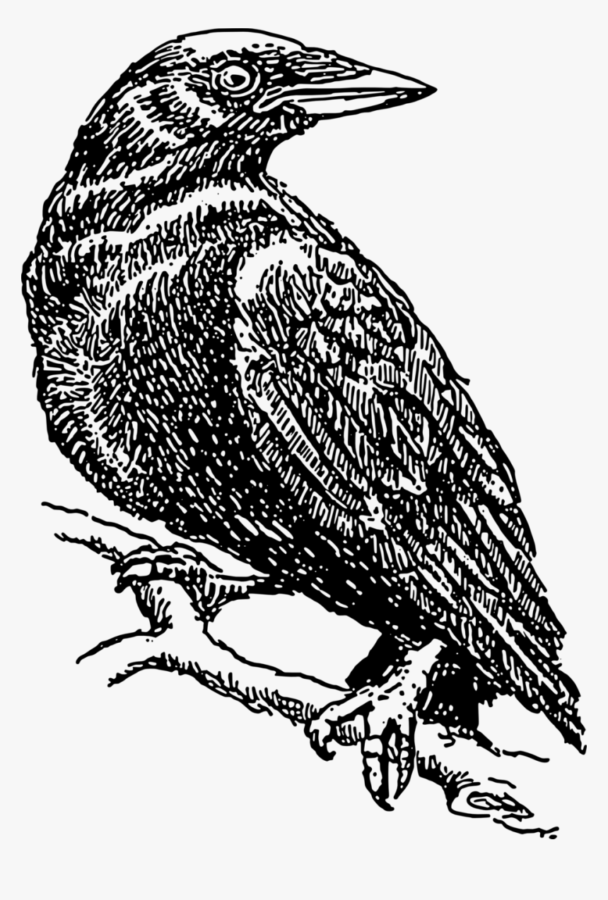 Crow Clipart Black And White Png, Transparent Png, Free Download