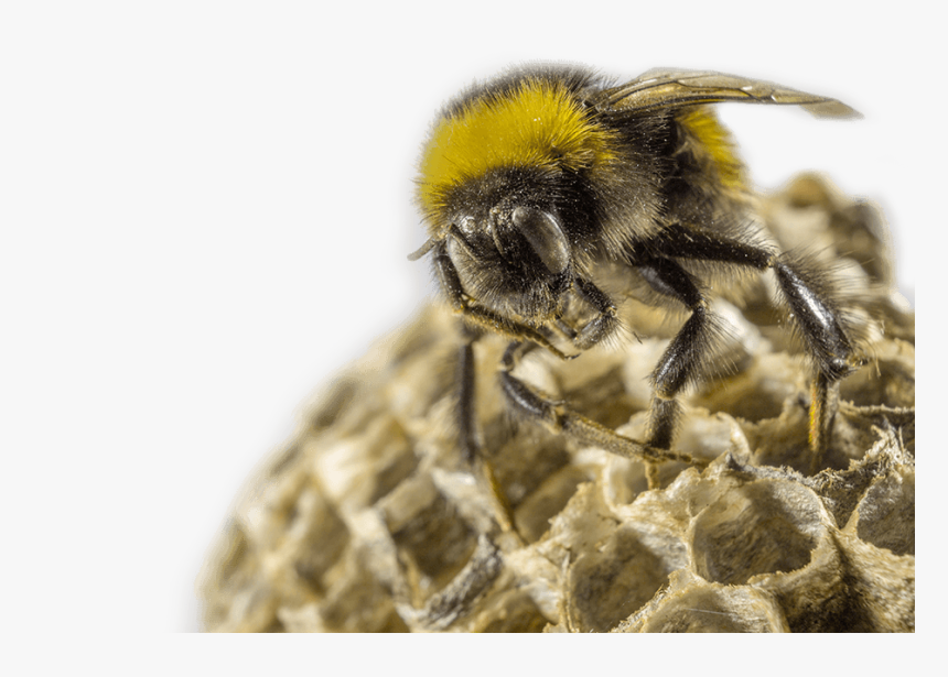 Honeybee, HD Png Download, Free Download