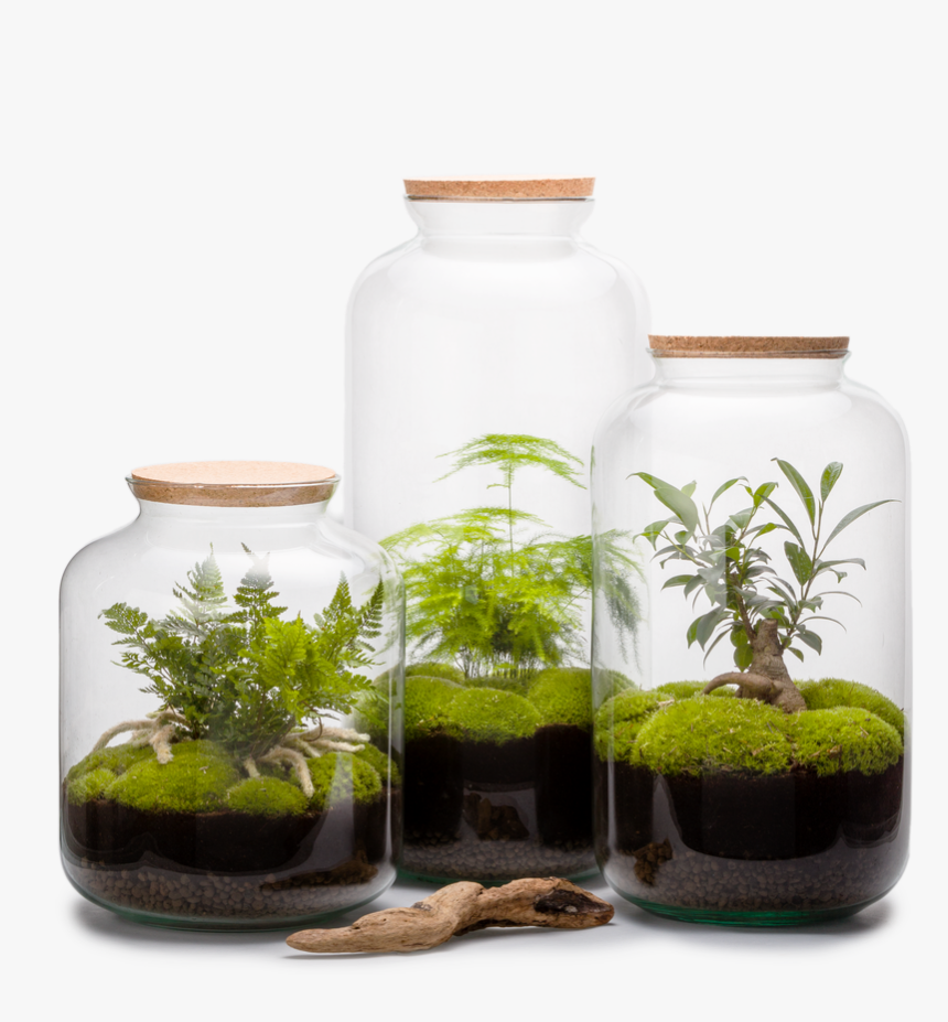 Decorative Objects - Collection Terrarium - Naturalys, HD Png Download, Free Download